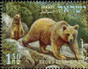 Brown Bear (Ursus arctos)