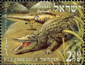 Nile Crocodile (Crocodylus niloticus)