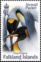 King Penguins (Aptenodyptes patagonicus)