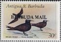 Brown Noddy (Anous stolidus) - Overprinted