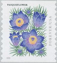 Pasqueflower