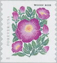Woods Rose
