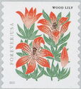 Wood Lily