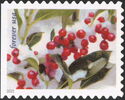 Winterberry