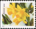 Daffodils