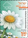 Anthemis leucanthemifolia