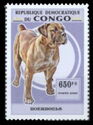 Boerboels
