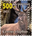 Red Deer (Cervus elaphus)
