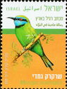Arabian Green Bee-Eater (Merops orientalis)