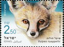Rüppell's Fox (Vulpes rueppellii)