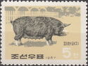 Domestic Pig (Sus scrofa domestica)