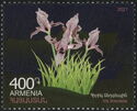 Iris lineolata