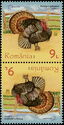 Turkey (Meleagris gallopavo)