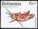 Saw-Backed Locust (Hoplolopa serrata)