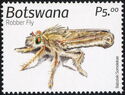 Robber Fly (Asilidae)