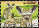 Bat Eared Fox