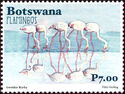 Greater Flamingo (Phoenicopterus roseus)