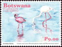 Greater Flamingo (Phoenicopterus roseus), Lesser Flamingo (P
