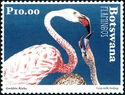 Greater Flamingo (Phoenicopterus roseus)