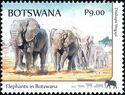 Elephants