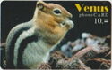 Venus - Squirrel
