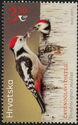 Red-Headed Woodpecker (Dendrocoptes medius)