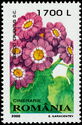 Cineraria (Senecio cruentus)