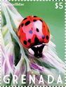 Ladybug