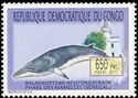 Balaenoptera acutorostratand Les Mamelles Lighthouse Senegal