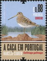 Common Snipe (Gallinago gallinago)