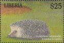 European Hedgehog (Erinaceus europaeus)