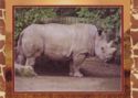 Rhinoceros