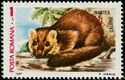 Pine Marten (Martes martes)