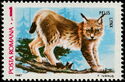 Eurasian Lynx (Felis lynx)