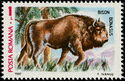 European Bison (Bison bonasus)