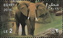 Elephant (Loxodonta africana)