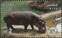 Hippopotamus (Hippopotamus amphibius)