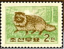 Chinese Raccoon Dog (Nyctereutes procyonoides)