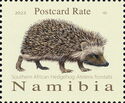 Southern African Hedgehog (Atelerix frontalis)