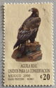 Conservation Golden Eagle (Aquila chrysaetos)
