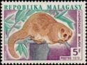 Greater Dwarf Lemur (Cheirogaleus major)