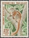 Weasel Sportive Lemur (Lepilemur mustelinus)
