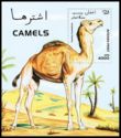 Dromedary (Camelus dromedarius)