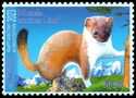 Ermine (Mustela erminea)