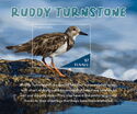 Ruddy Turnstone