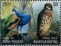 Indian Peacock and Mauritius Kestrel