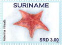 Bat Star (Asterina miniate)