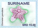 Granulated sea Star (Choriaster granulatus)