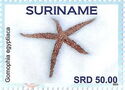 Egyptian sea Star (Gomophia egyptiaca)