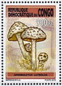 Afroboletus luteolus